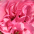 Rózsaszín - Nosztalgia rózsa - Leonardo da Vinci